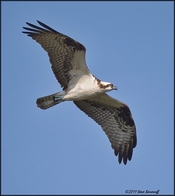 _1SB0136 osprey.jpg